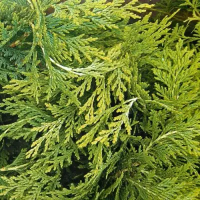 Кипарисовик САНКИСТ лавсона в Дзержинске