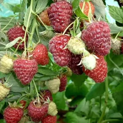 Малина ЖАР-ПТИЦА в Дзержинске