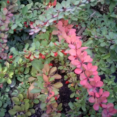 Барбарис ГРИН КАРПЕТ тунберга в Дзержинске