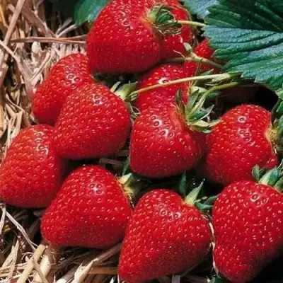 Клубника КИМБЕРЛИ в Дзержинске