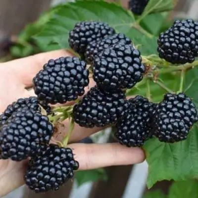 Ежевика ДЖАМБО бесшипная  в Дзержинске