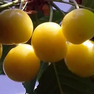 Черешня ЧЕРМАШНАЯ в Дзержинске