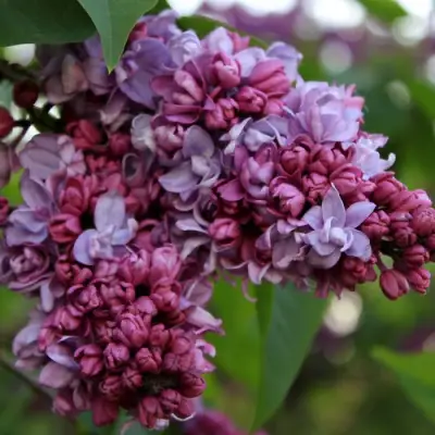 Сирень П.П.КОНЧАЛОВСКИЙ в Дзержинске