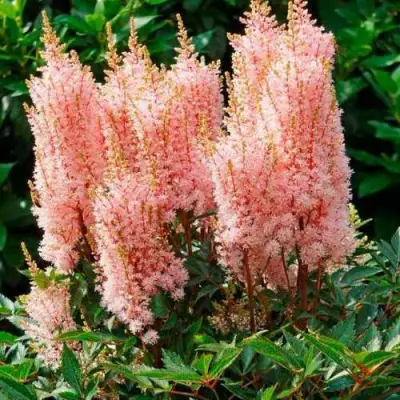 Астильба ЛУК ЭТ МИ японская в Дзержинске