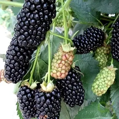 Ежевика ПРАЙМ АРК 45 ремонтантная   в Дзержинске