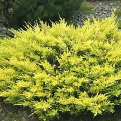 Можжевельник ЛАЙМ ГЛОУ горизонтальный  в Дзержинске