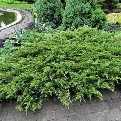 Можжевельник РОКЕРИ ДЖЕМ казацкий  в Дзержинске