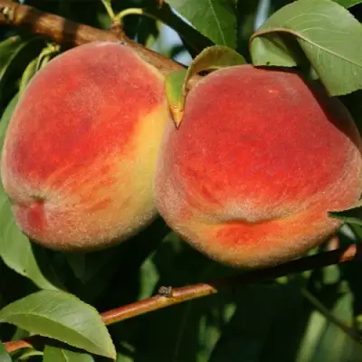 Персик МАРИЯ в Дзержинске