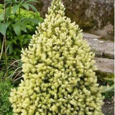 Ель МАЙГОЛД колючая в Дзержинске