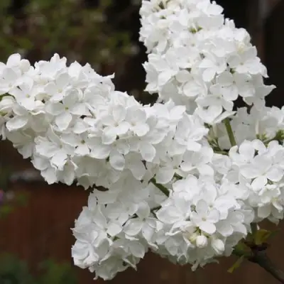 Сирень ФЛОРА в Дзержинске