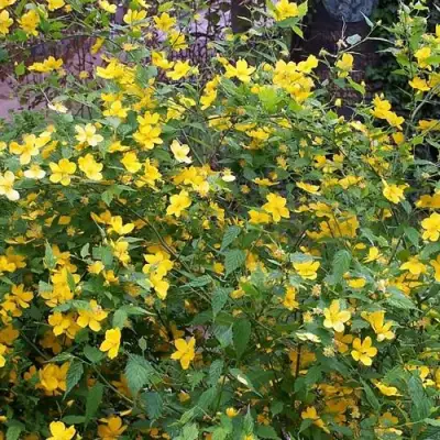 Керрия японская ГОЛДЕН ГИНЕЯ в Дзержинске