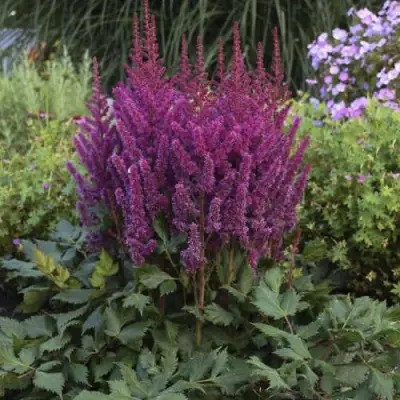 Астильба ВИЖНС китайская в Дзержинске