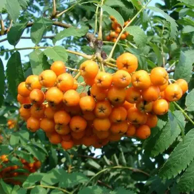 Рябина НЕВЕЖИНСКАЯ ЖЕЛТАЯ сладкоплодная в Дзержинске