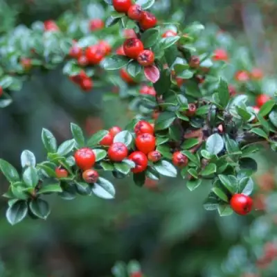 Кизильник горизонтальный в Дзержинске