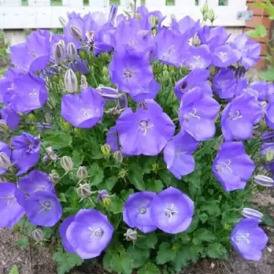 Колокольчик САНТА карпатский в Дзержинске