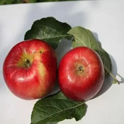 Яблоня РЕДФРИ в Дзержинске