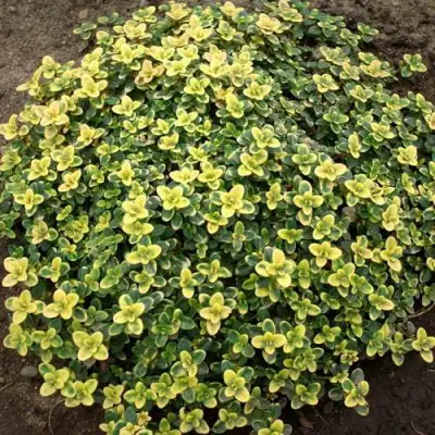 Тимьян ДОННА ВАЛЕЙ лимоннопахнущий в Дзержинске