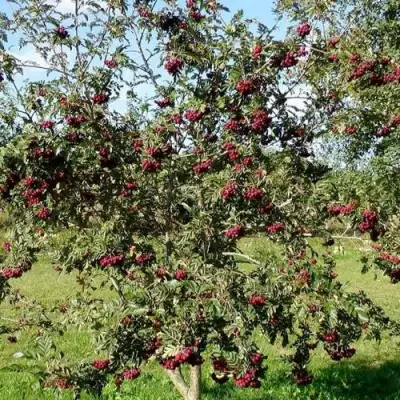 Рябина БУРКА сладкоплодная в Дзержинске