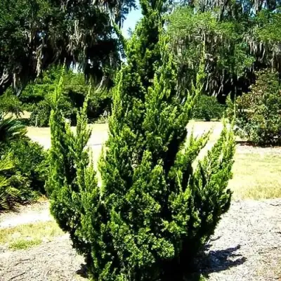 Можжевельник КАЙЗУКА китайский в Дзержинске