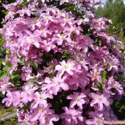 Клематис КОМТЕСС ДЕ БУШО в Дзержинске