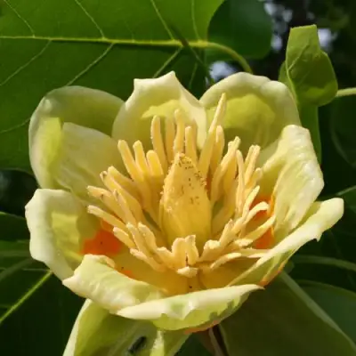 ЛИРИОДЕНДРОН тюльпанный в Дзержинске