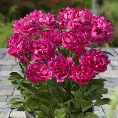 Пион ЛОНДОН травянистый в Дзержинске