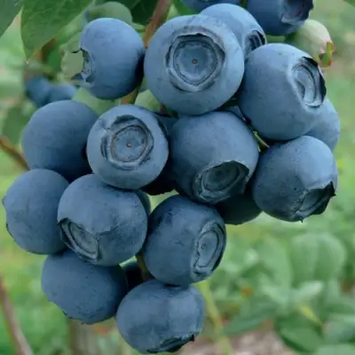 Голубика РУБЕЛ в Дзержинске