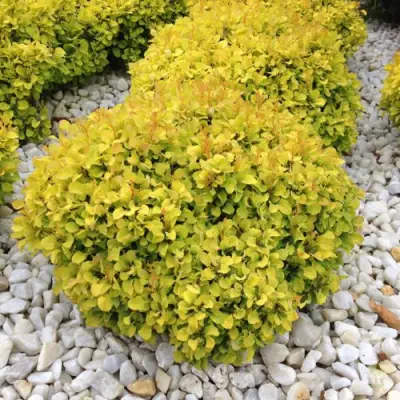 Барбарис БОНАНЗА ГОЛД тунберга в Дзержинске