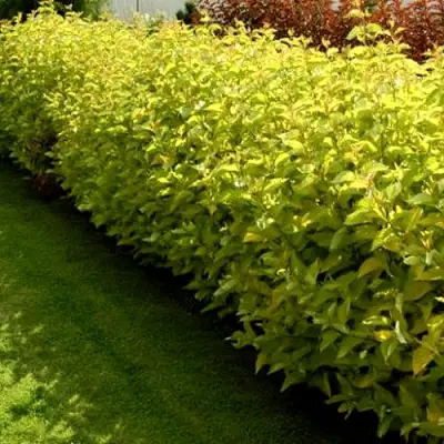 Комплект ДАРТС ГОЛД в Дзержинске