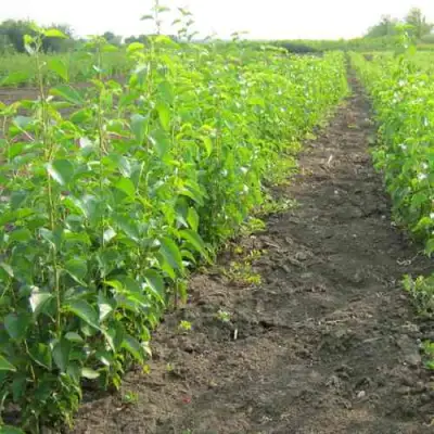 Подвой черешни ДИКАЯ ЧЕРЕШНЯ в Дзержинске