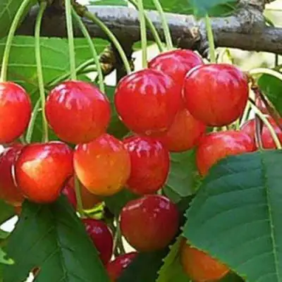 Черешня ДОНЧАНКА в Дзержинске