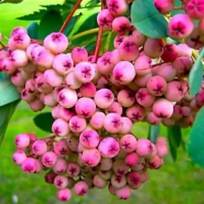 Рябина ПИНК сладкоплодная в Дзержинске