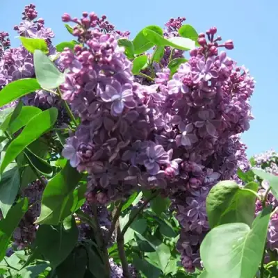 Сирень ВИОЛЕТТА в Дзержинске