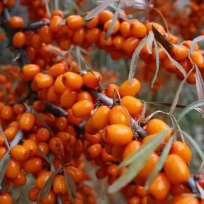 Облепиха ВОРОБЬЕВСКАЯ в Дзержинске