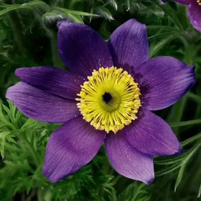 Прострел ПИНВИЛ БЛЮ ШЕЙДЕС в Дзержинске