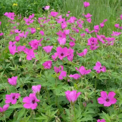 Герань РЕД АДМИРАЛ гибридная в Дзержинске