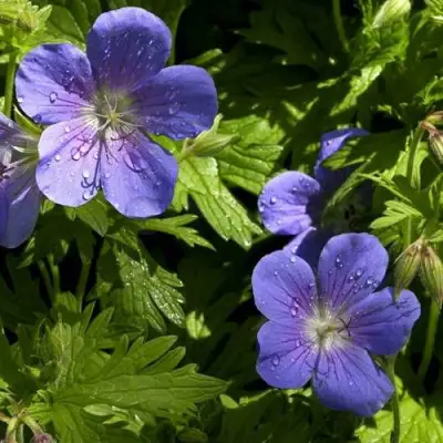 Герань БРУКСАЙД гибридная в Дзержинске