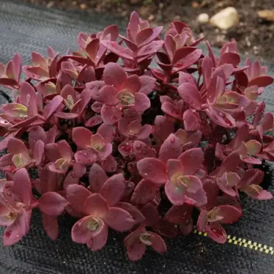 Очиток (седум) САНСПАРКЛЕР ФАЙЕРКРЕКЕР в Дзержинске