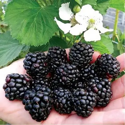 Ежевика РУБЕН ремонтантная  в Дзержинске