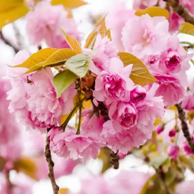 Сакура КАНЗАН в Дзержинске