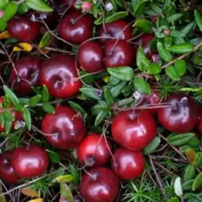 Клюква БЕН ЛИР в Дзержинске