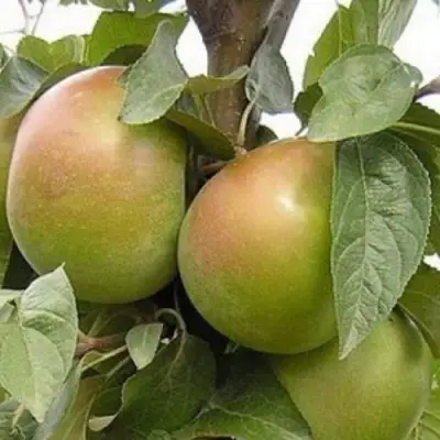 Яблоня БЕЛАНА в Дзержинске