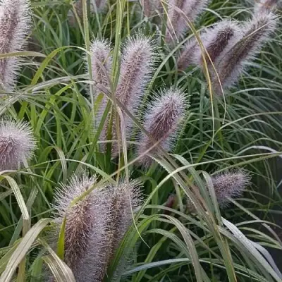 Пеннисетум БЛЭК БЬЮТИ в Дзержинске