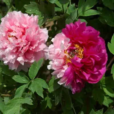 Пион ДВЕ СЕСТРЫ древовидный в Дзержинске