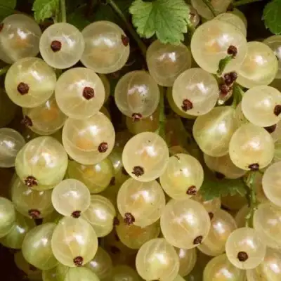 Смородина белая СМОЛЬЯНИНОВСКАЯ в Дзержинске