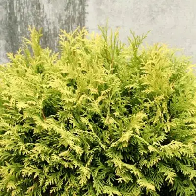 Туя ГОЛДЕН ГЛОБ западная в Дзержинске