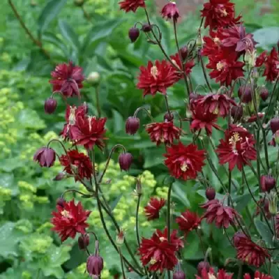 Аквилегия РУБИ ПОРТ обыкновенная в Дзержинске