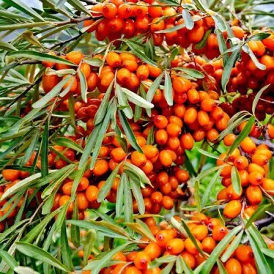 Облепиха ДЖЕМОВАЯ в Дзержинске