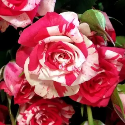 Роза ФАЙЕР ВОРКС миниатюрная в Дзержинске