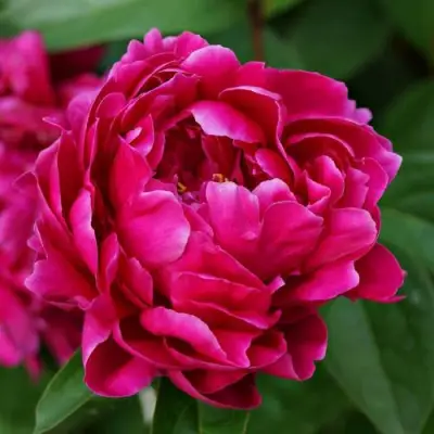 Пион ЛУИ ВАН-ГУТТ травянистый в Дзержинске